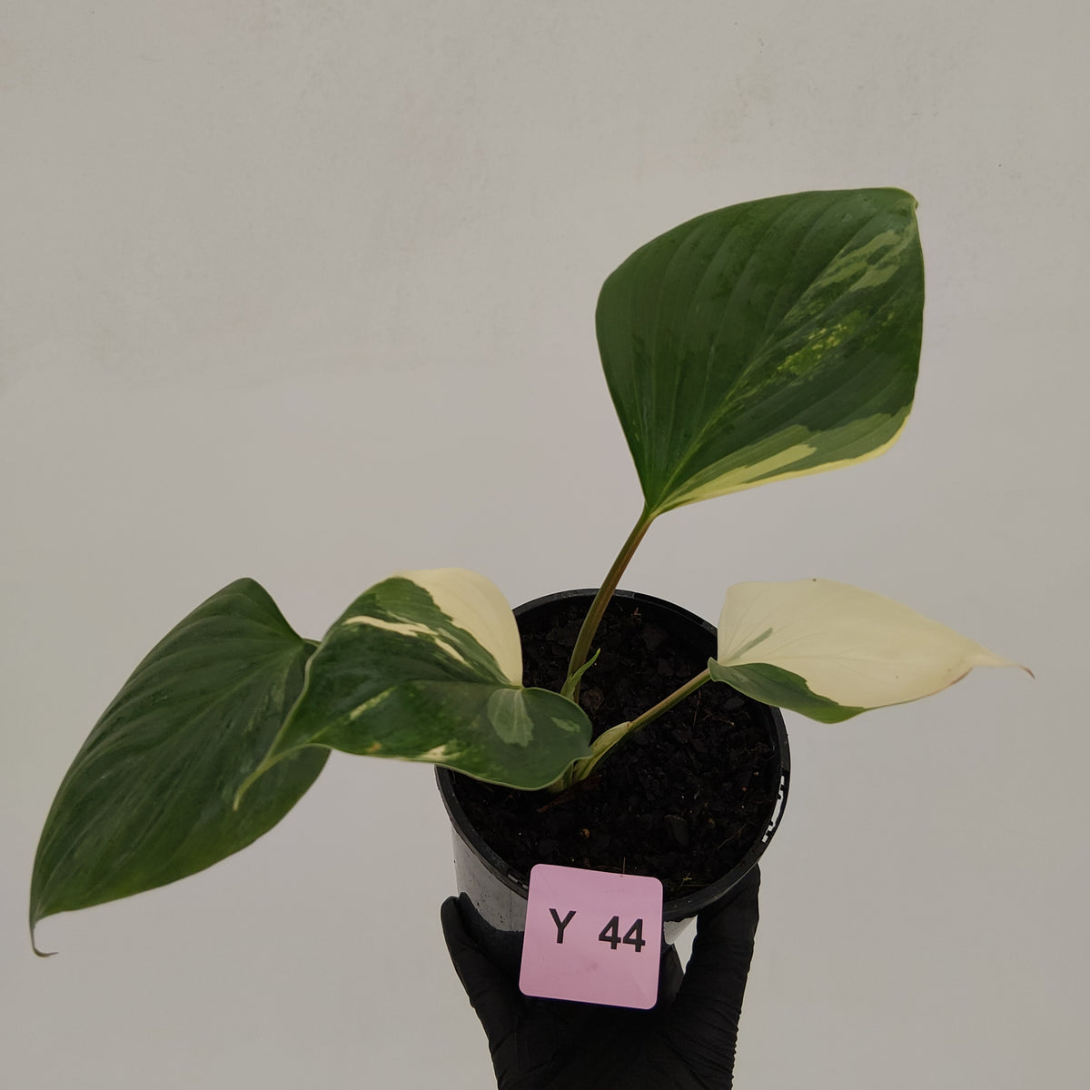 Homalomena rubescens 'Emerald Gem' Variegata