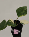 Homalomena rubescens 'Emerald Gem' Variegata