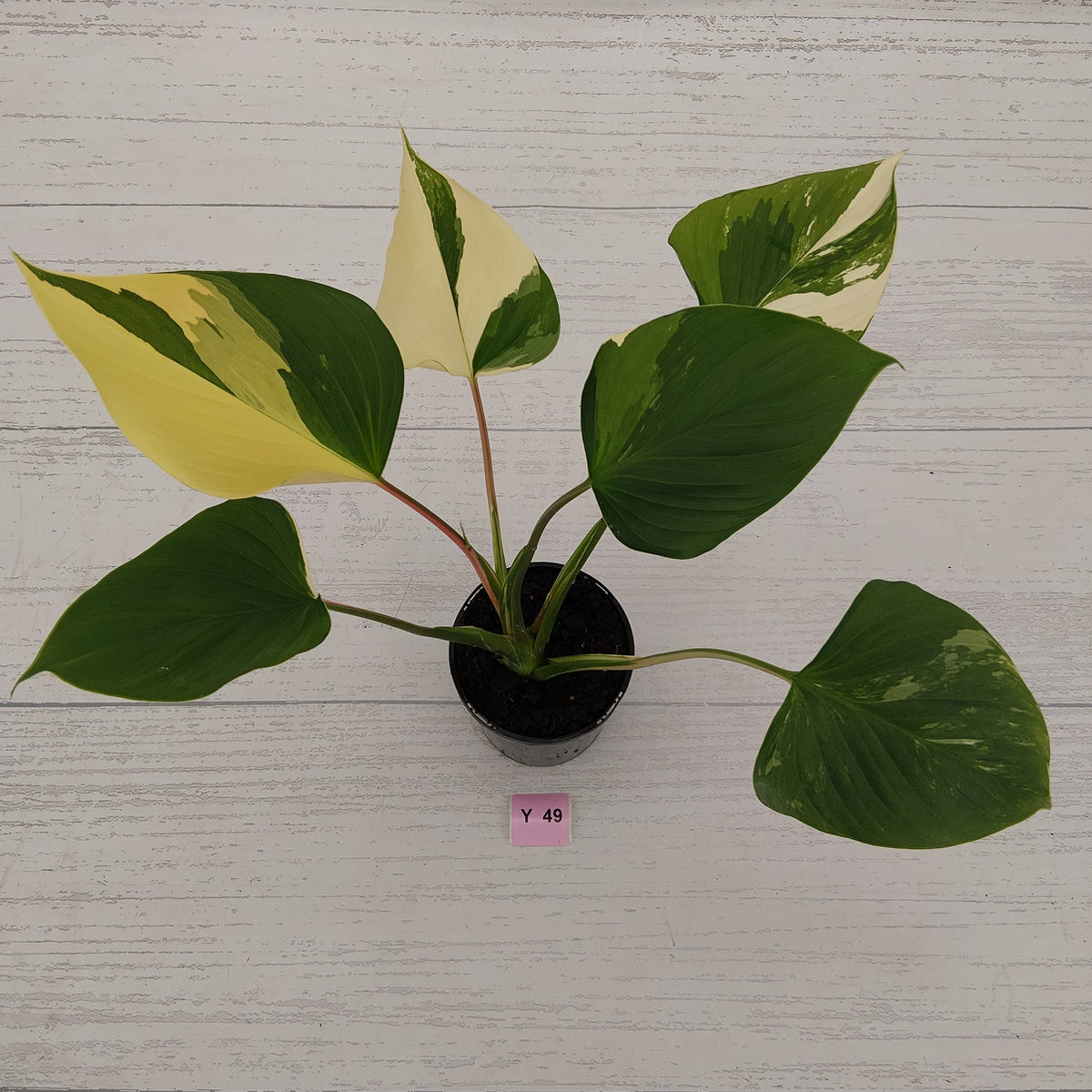 Homalomena rubescens 'Emerald Gem' Variegata