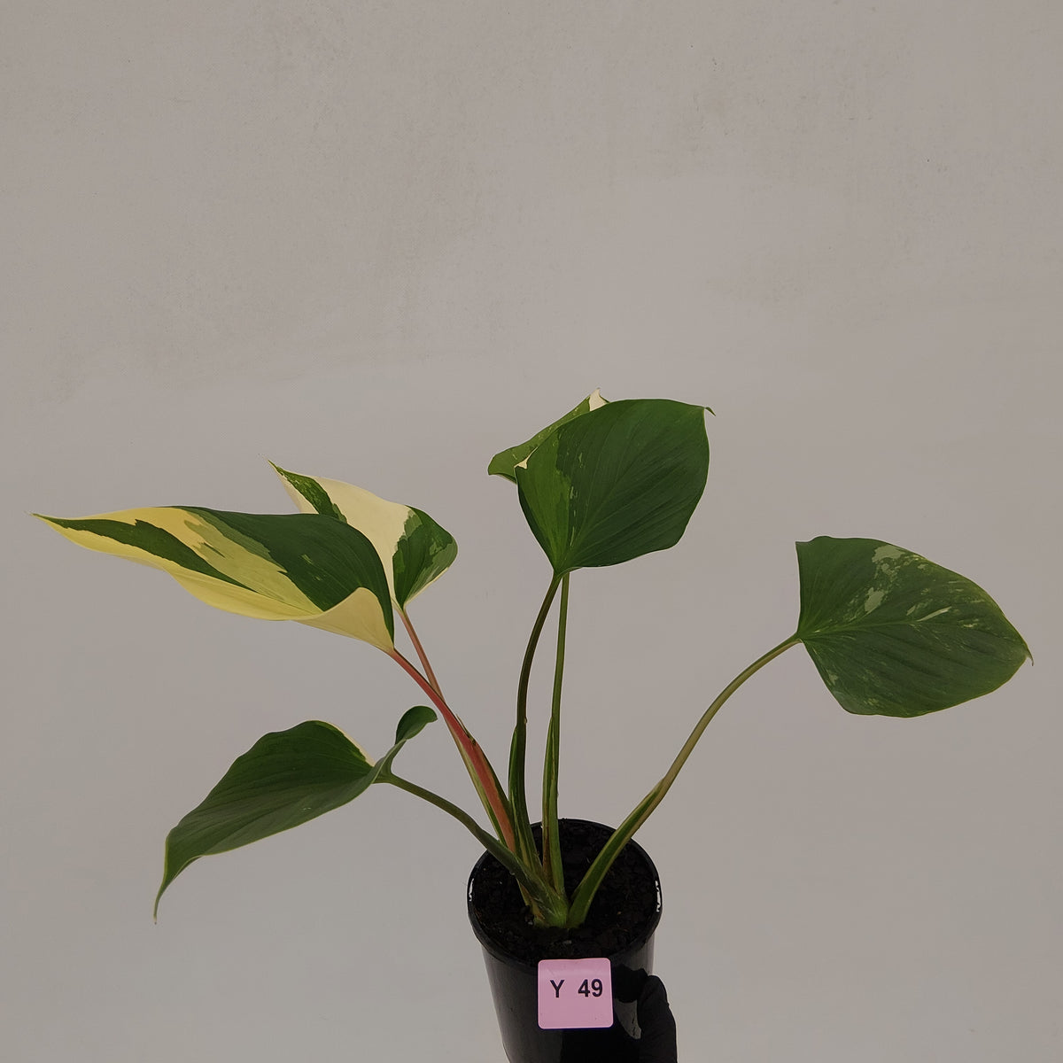 Homalomena rubescens 'Emerald Gem' Variegata