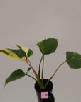 Homalomena rubescens 'Emerald Gem' Variegata