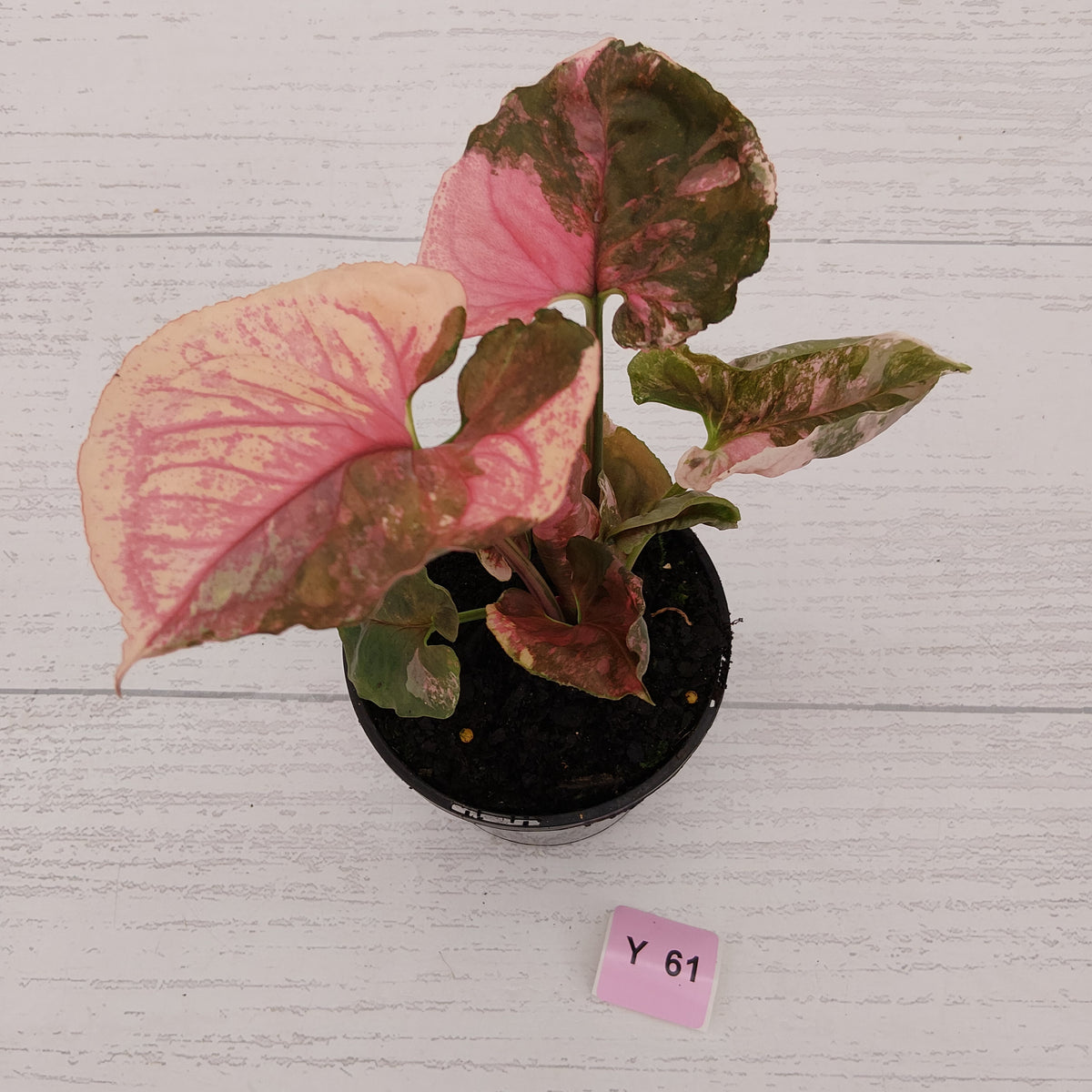 Syngonium podophyllum ' Strawberry Ice Galaxy'