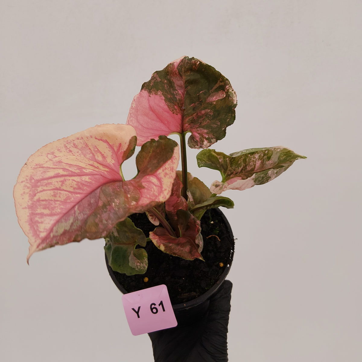 Syngonium podophyllum ' Strawberry Ice Galaxy'