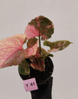 Syngonium podophyllum ' Strawberry Ice Galaxy'