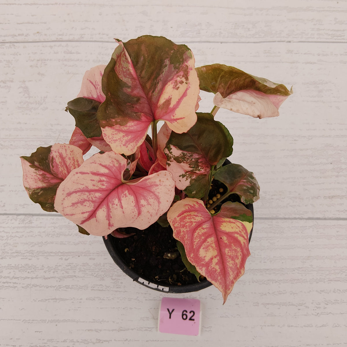 Syngonium podophyllum ' Strawberry Ice Galaxy'