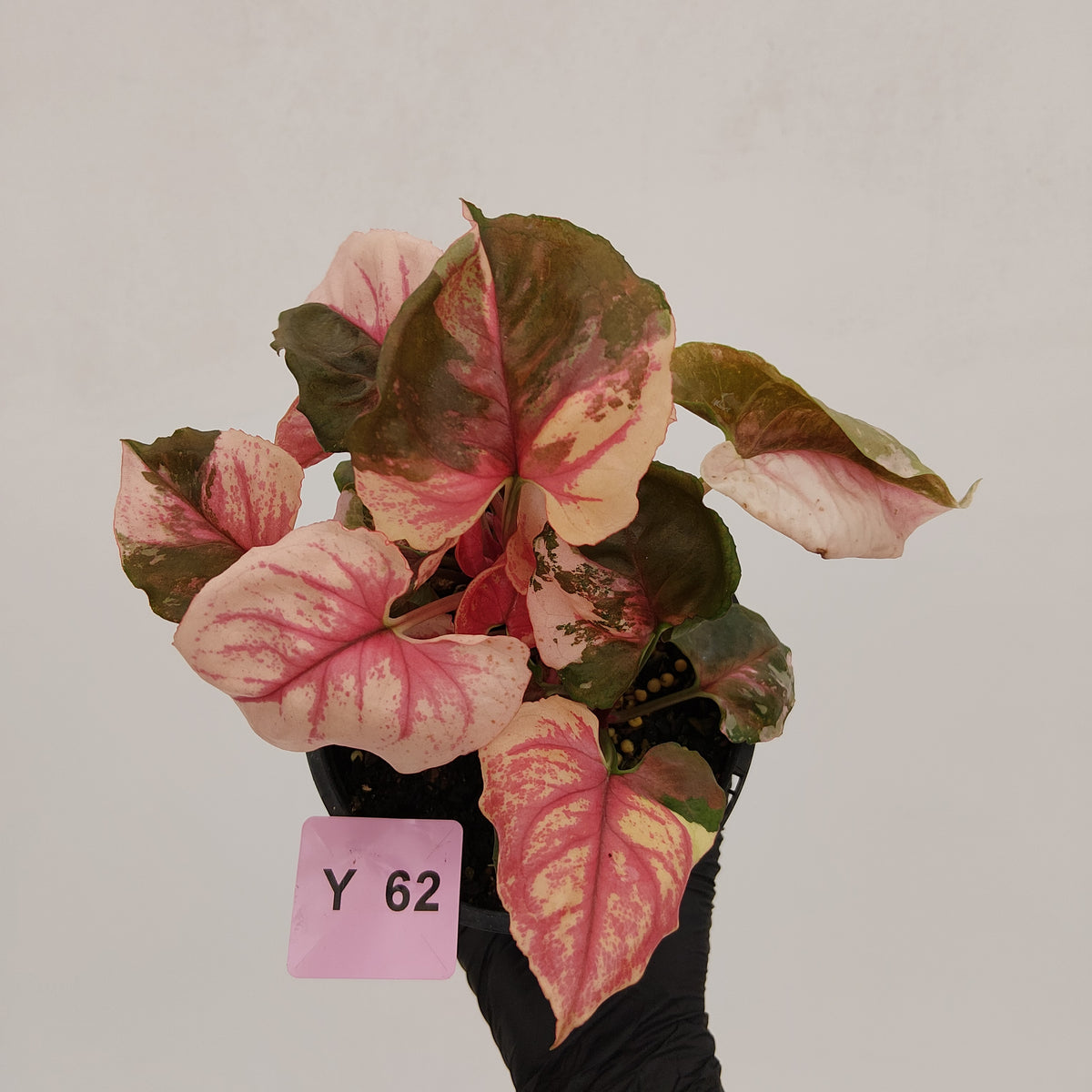 Syngonium podophyllum ' Strawberry Ice Galaxy'