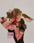 Syngonium podophyllum ' Strawberry Ice Galaxy'