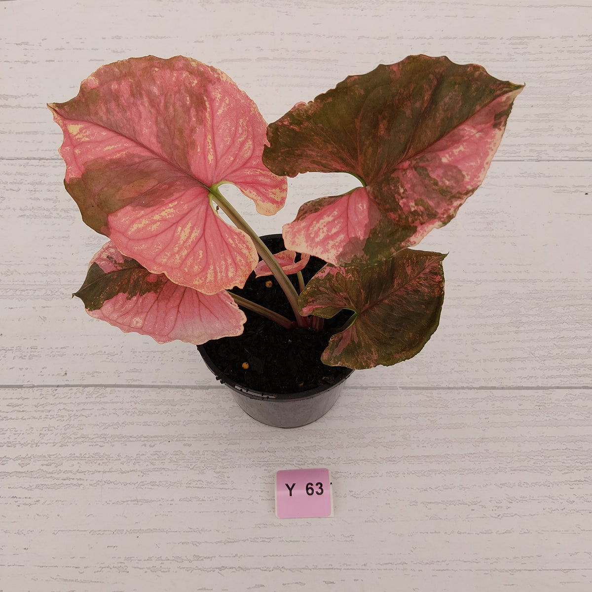 Syngonium podophyllum ' Strawberry Ice Galaxy'