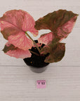 Syngonium podophyllum ' Strawberry Ice Galaxy'