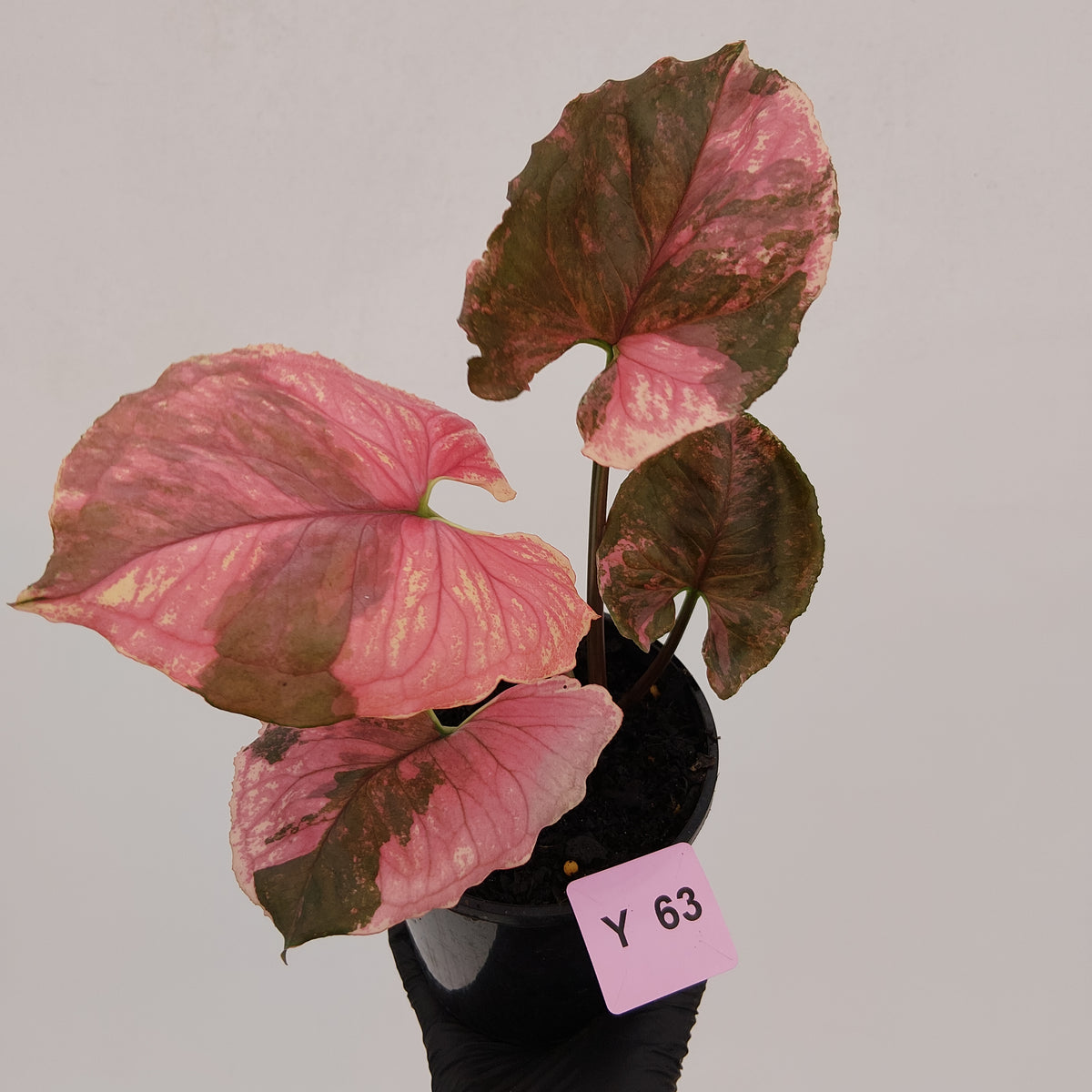 Syngonium podophyllum ' Strawberry Ice Galaxy'