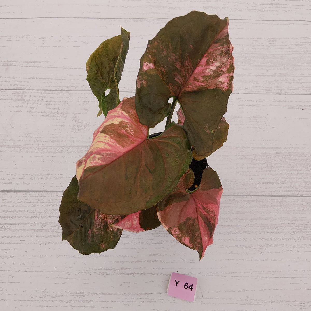 Syngonium podophyllum ' Strawberry Ice Galaxy'