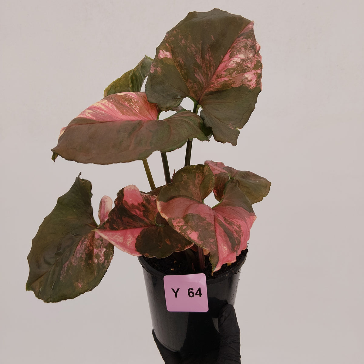 Syngonium podophyllum ' Strawberry Ice Galaxy'