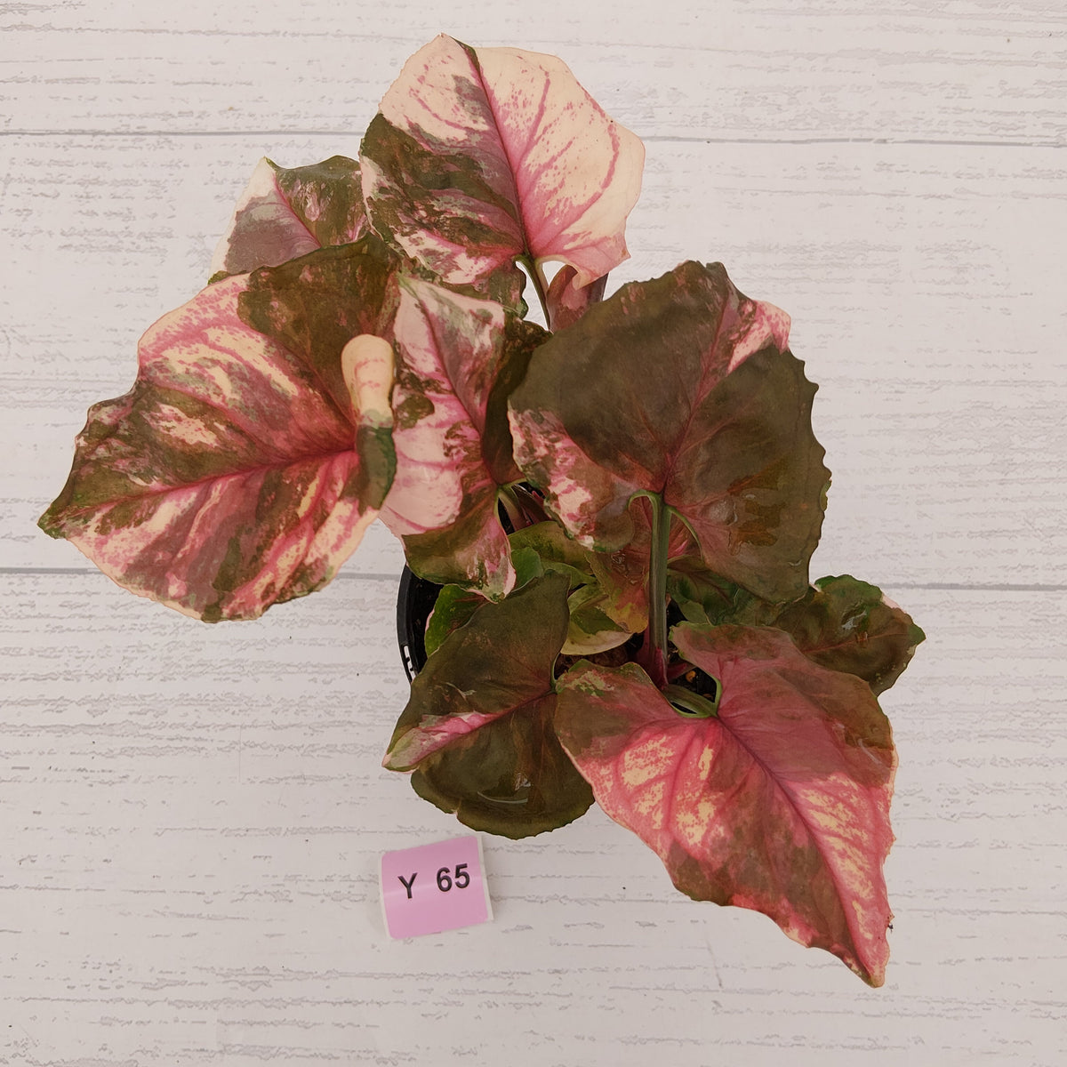 Syngonium podophyllum ' Strawberry Ice Galaxy'