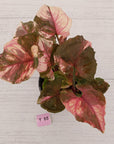 Syngonium podophyllum ' Strawberry Ice Galaxy'