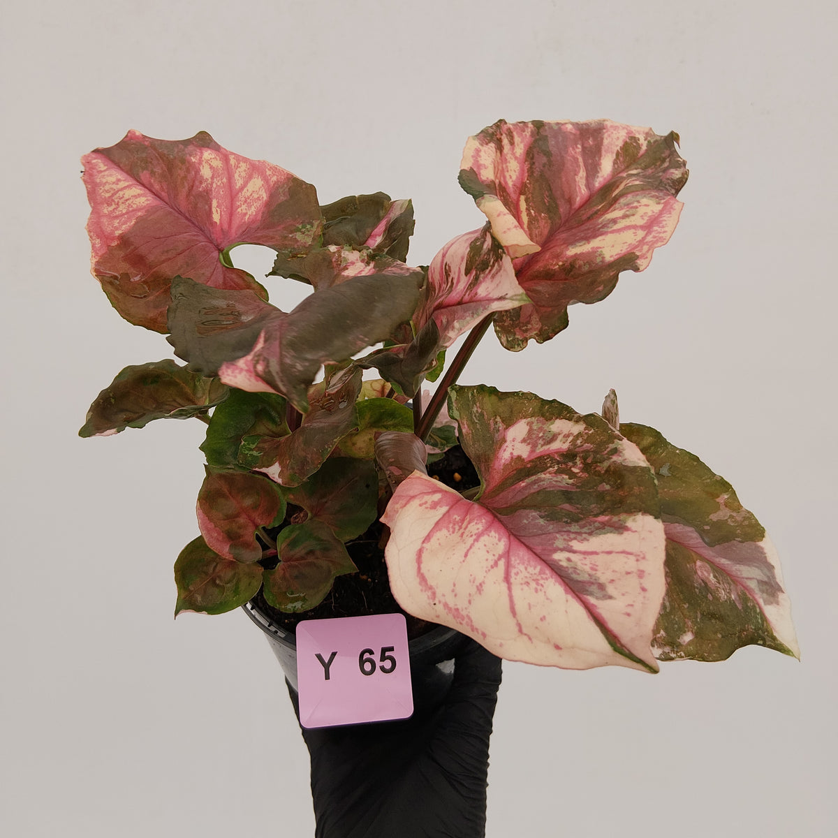 Syngonium podophyllum ' Strawberry Ice Galaxy'