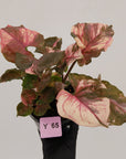 Syngonium podophyllum ' Strawberry Ice Galaxy'