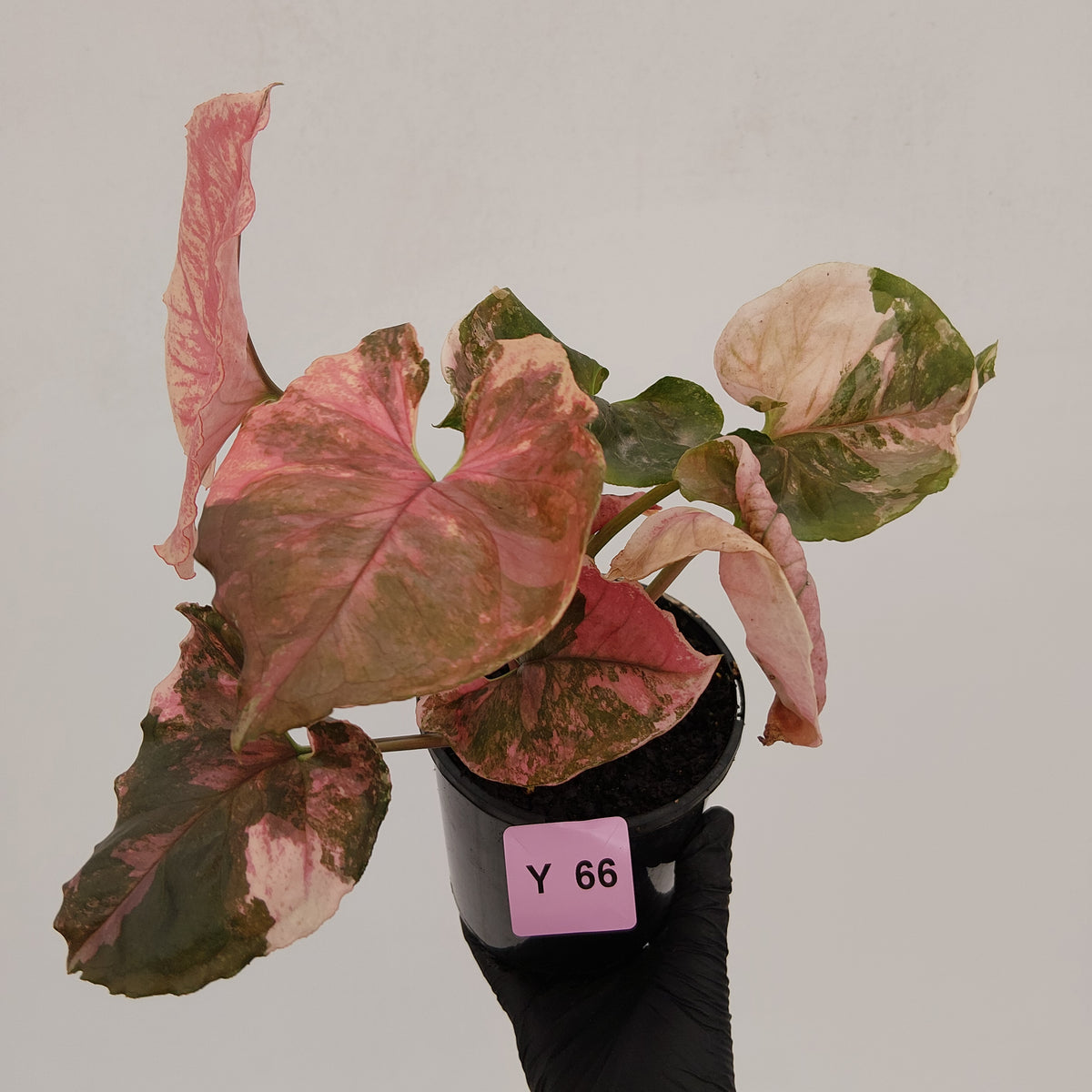 Syngonium podophyllum ' Strawberry Ice Galaxy'