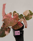 Syngonium podophyllum ' Strawberry Ice Galaxy'