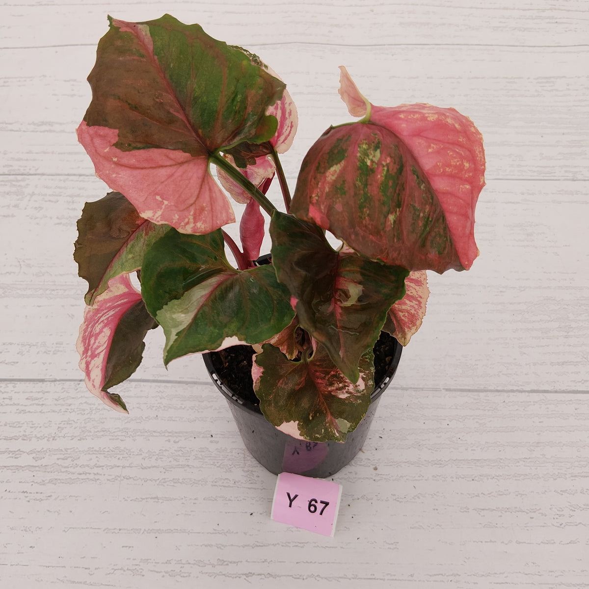 Syngonium podophyllum ' Strawberry Ice Galaxy'