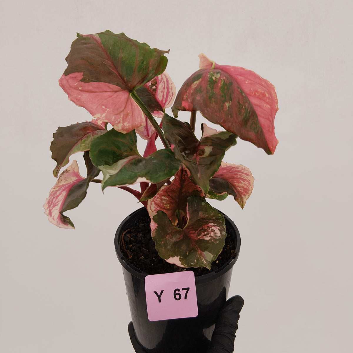 Syngonium podophyllum ' Strawberry Ice Galaxy'