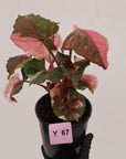 Syngonium podophyllum ' Strawberry Ice Galaxy'