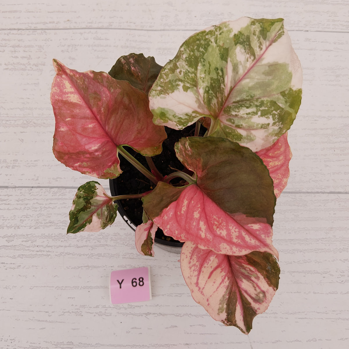 Syngonium podophyllum ' Strawberry Ice Galaxy'