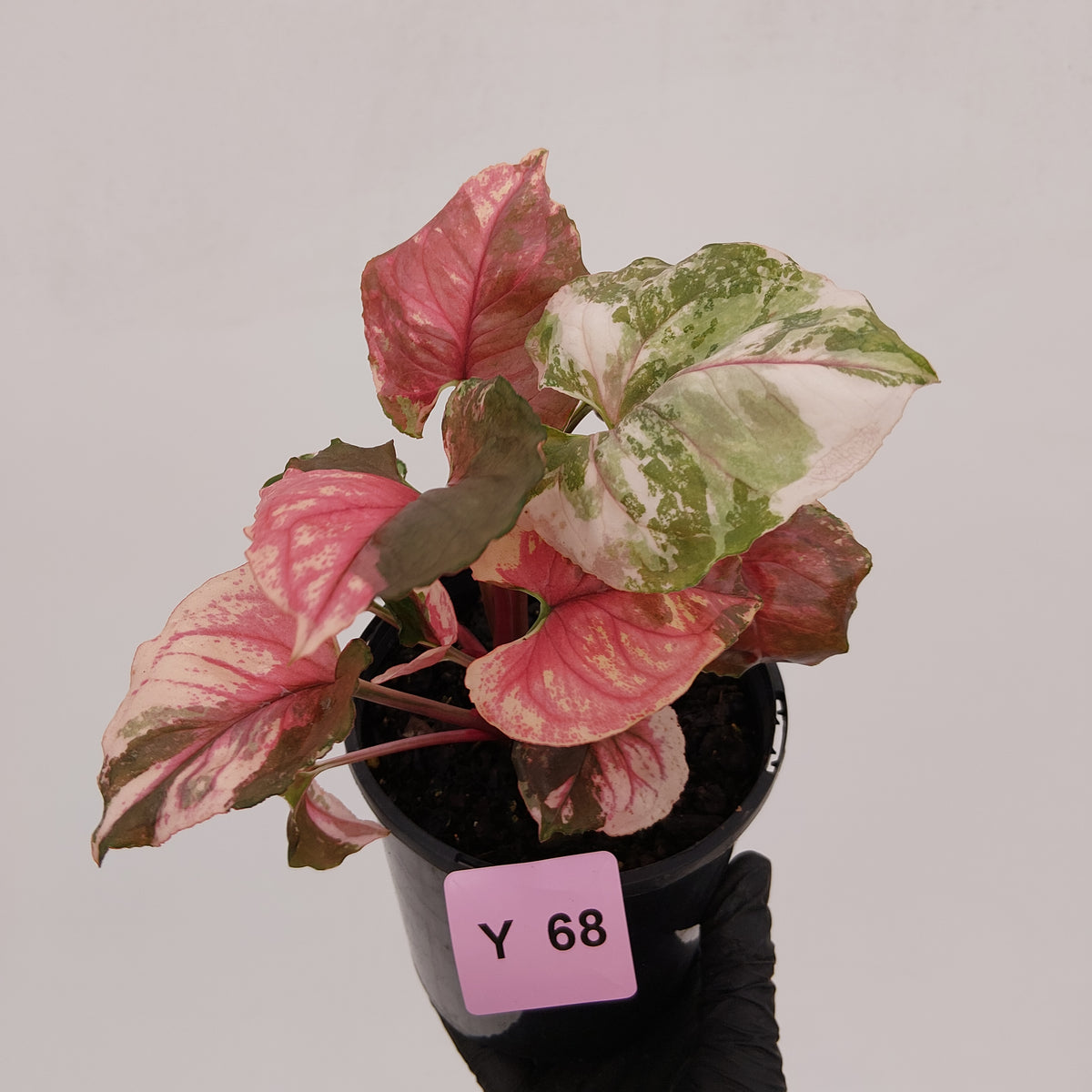 Syngonium podophyllum ' Strawberry Ice Galaxy'