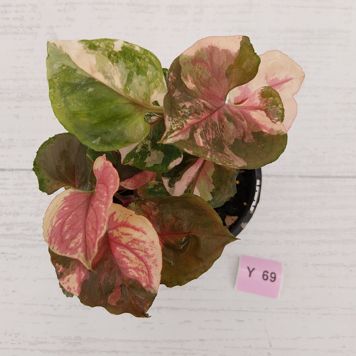 Syngonium podophyllum ' Strawberry Ice Galaxy'