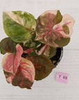 Syngonium podophyllum ' Strawberry Ice Galaxy'