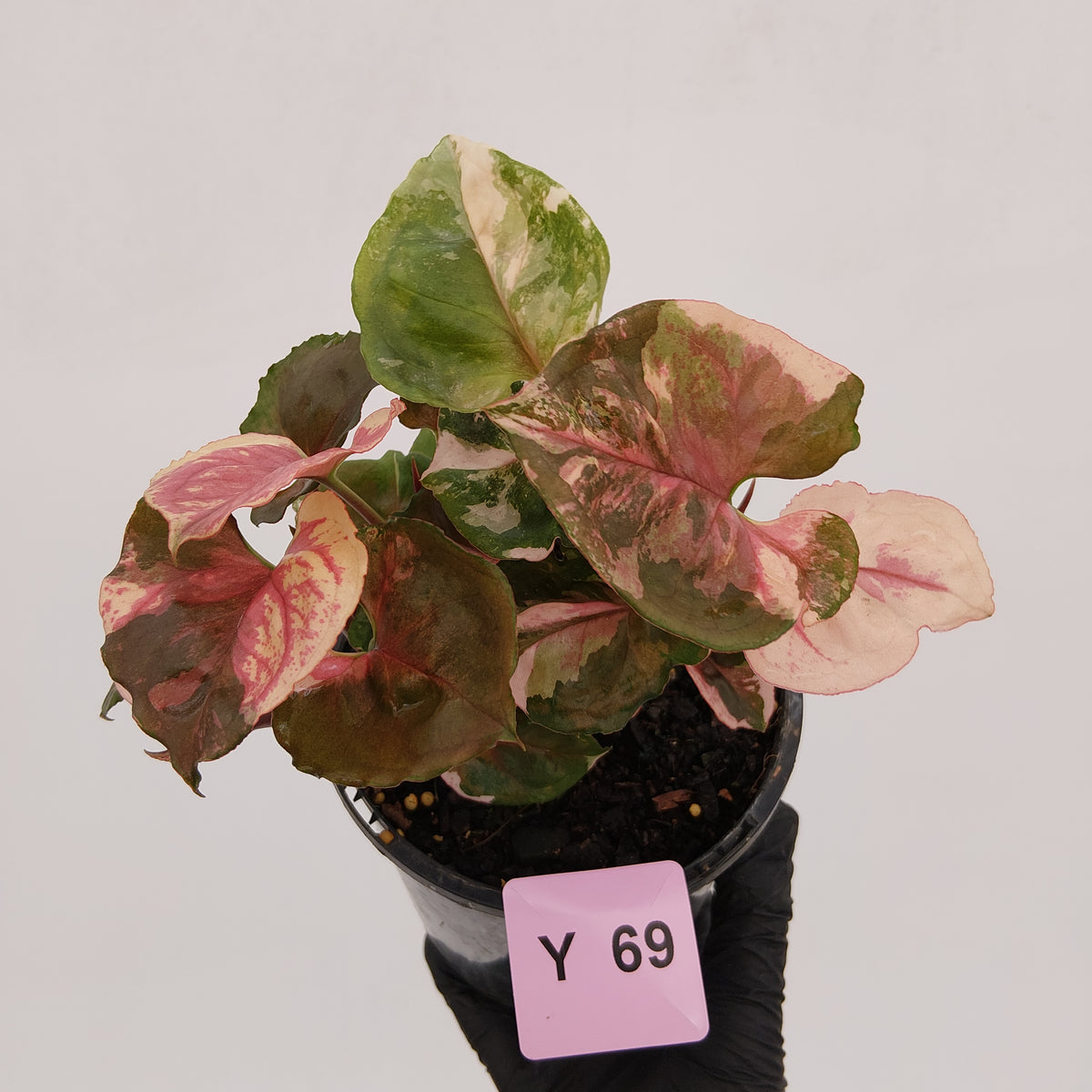 Syngonium podophyllum ' Strawberry Ice Galaxy'