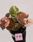 Syngonium podophyllum ' Strawberry Ice Galaxy'
