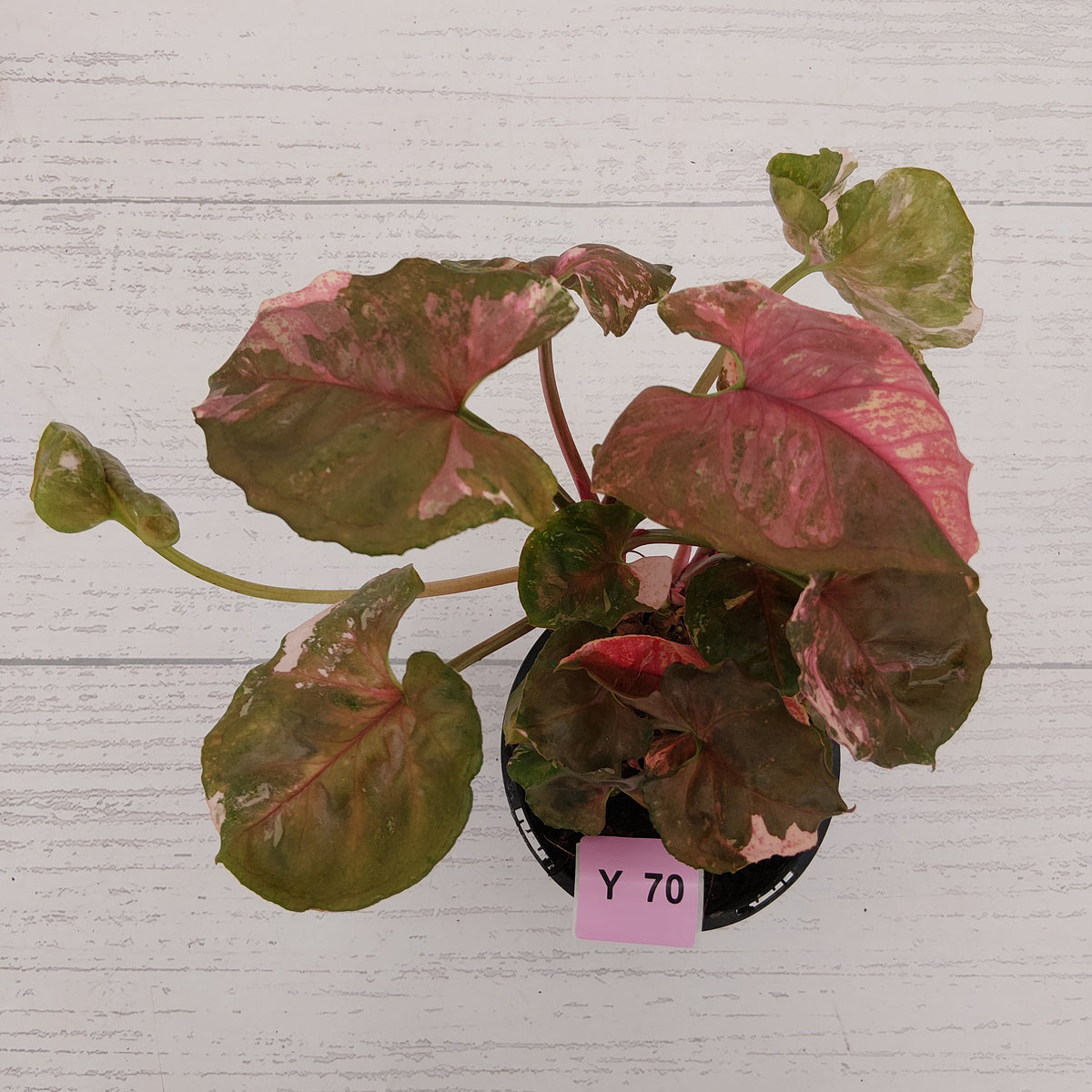 Syngonium podophyllum ' Strawberry Ice Galaxy'