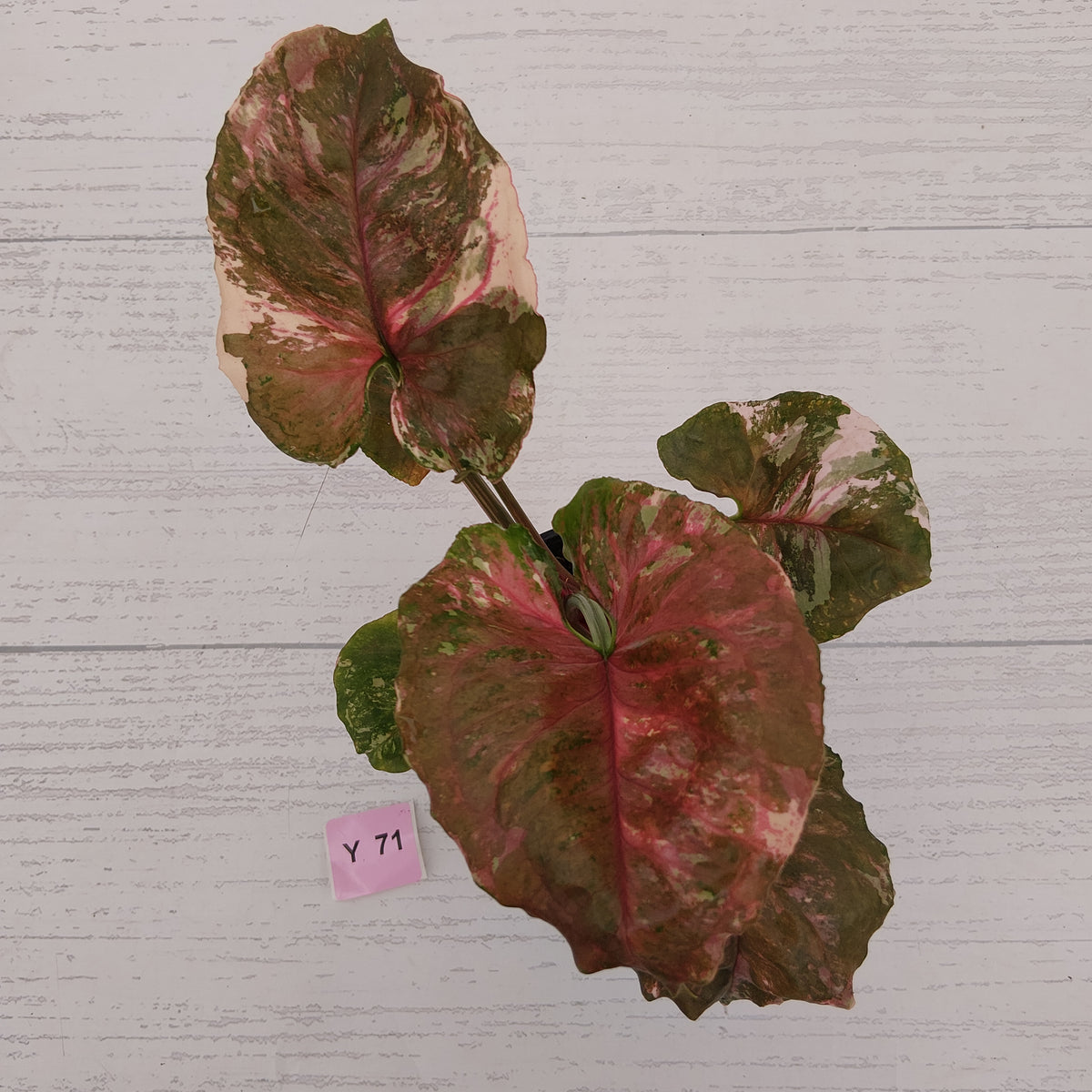 Syngonium podophyllum ' Strawberry Ice Galaxy'