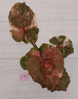 Syngonium podophyllum ' Strawberry Ice Galaxy'
