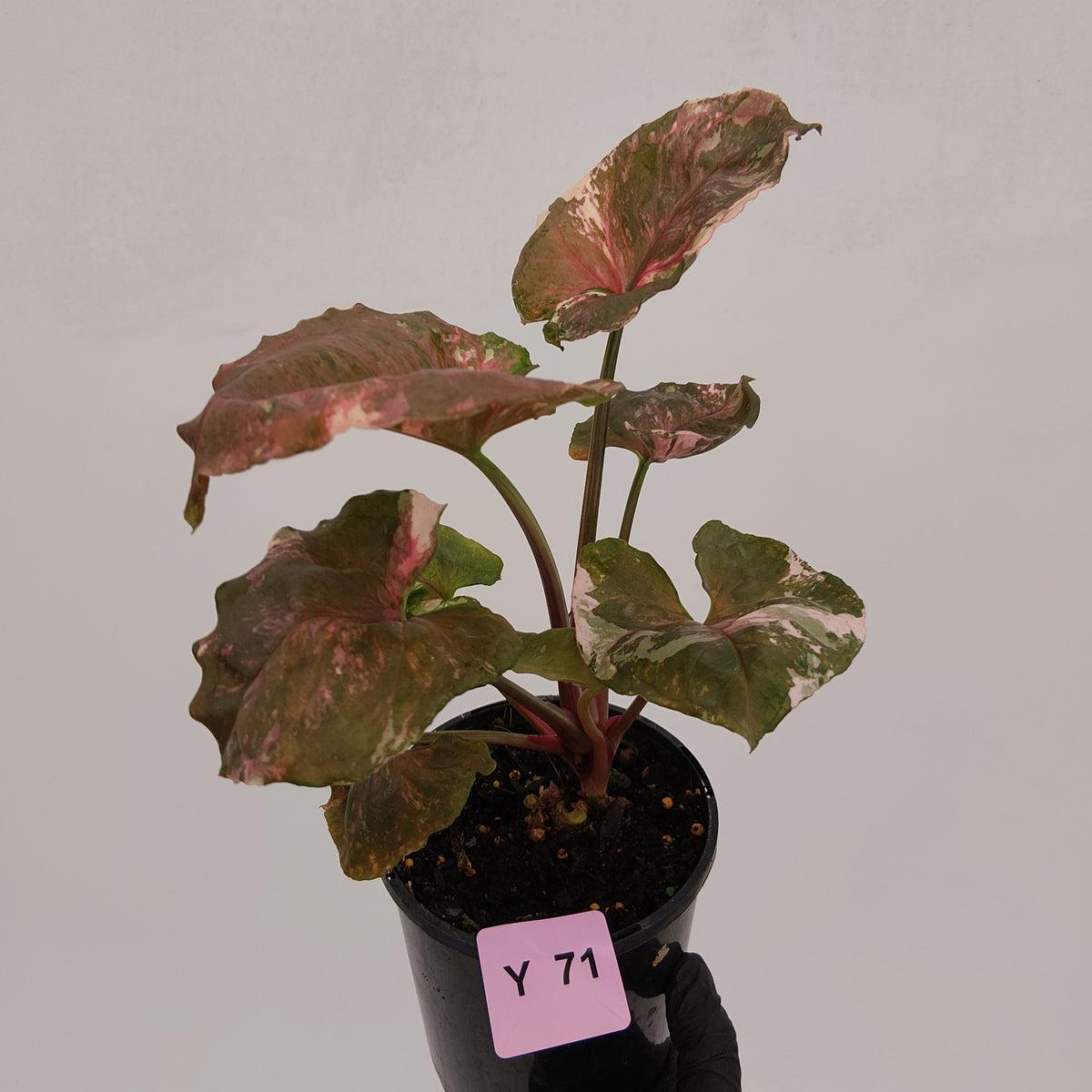 Syngonium podophyllum ' Strawberry Ice Galaxy'