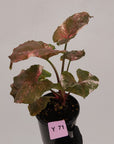 Syngonium podophyllum ' Strawberry Ice Galaxy'