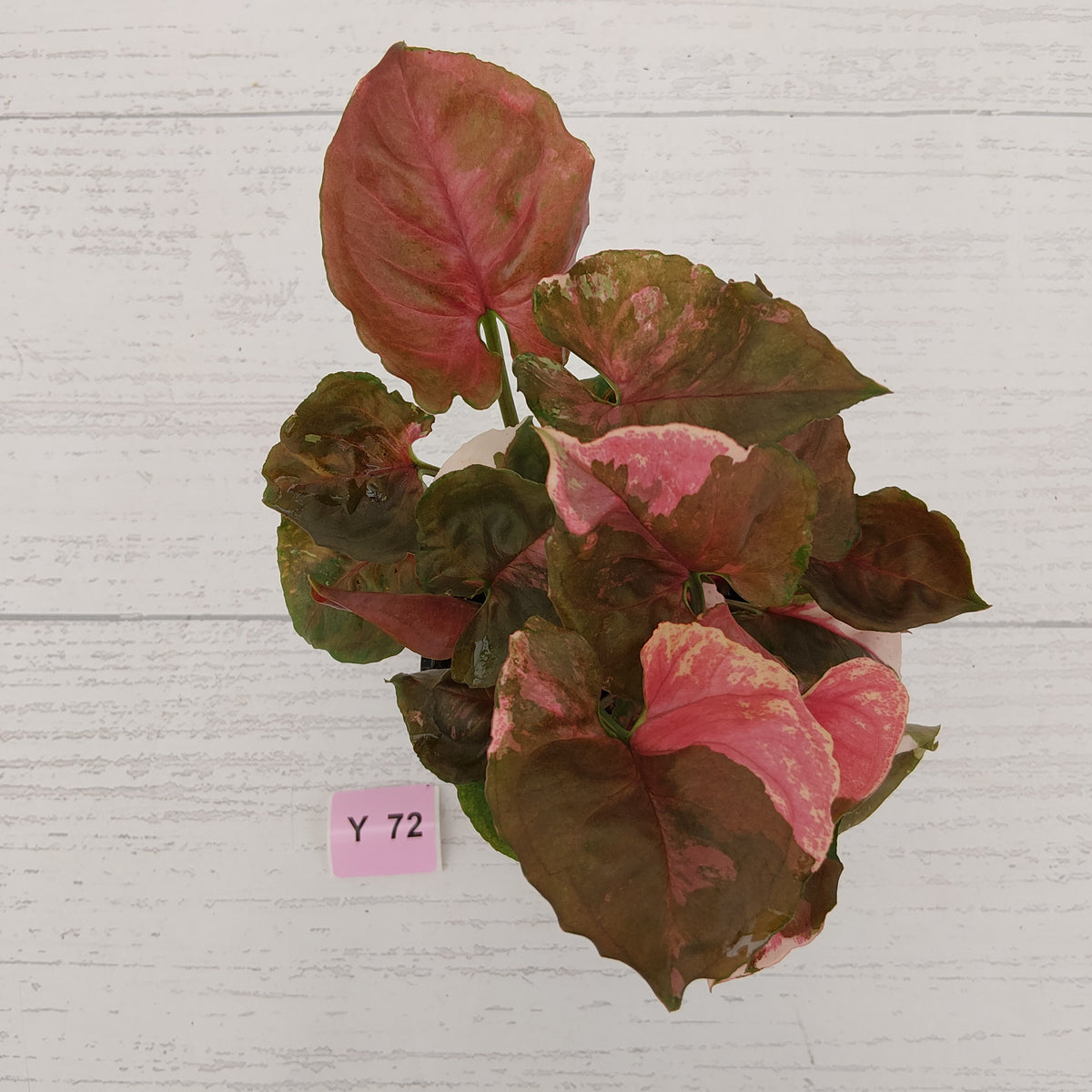 Syngonium podophyllum ' Strawberry Ice Galaxy'