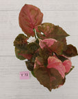 Syngonium podophyllum ' Strawberry Ice Galaxy'