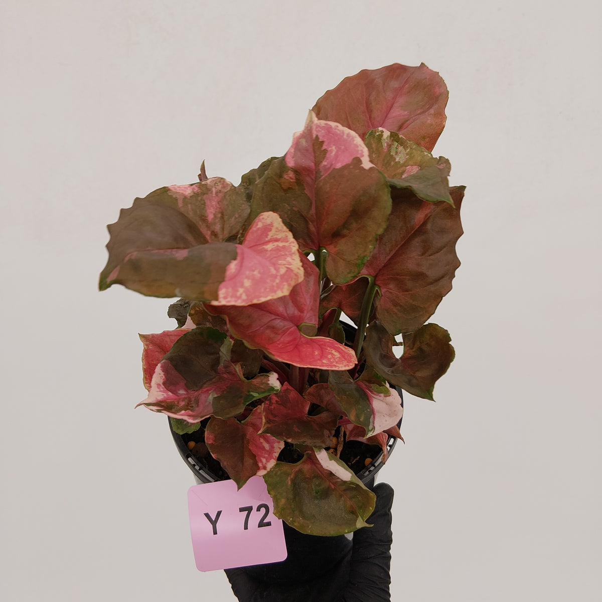 Syngonium podophyllum ' Strawberry Ice Galaxy'