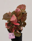 Syngonium podophyllum ' Strawberry Ice Galaxy'