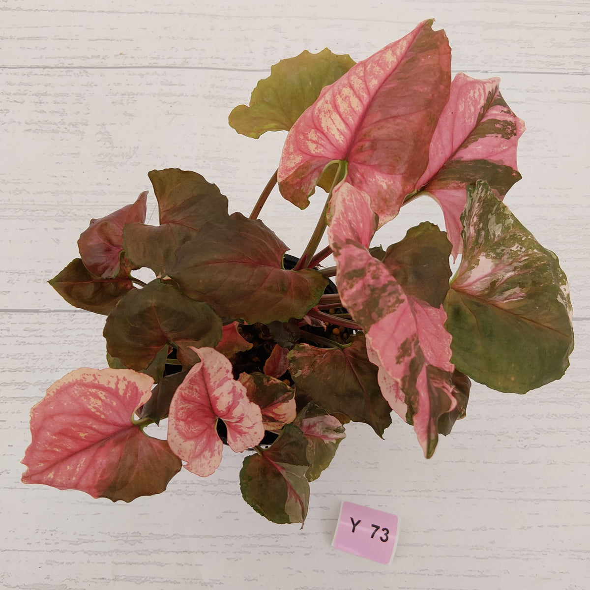 Syngonium podophyllum ' Strawberry Ice Galaxy'