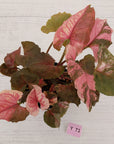 Syngonium podophyllum ' Strawberry Ice Galaxy'