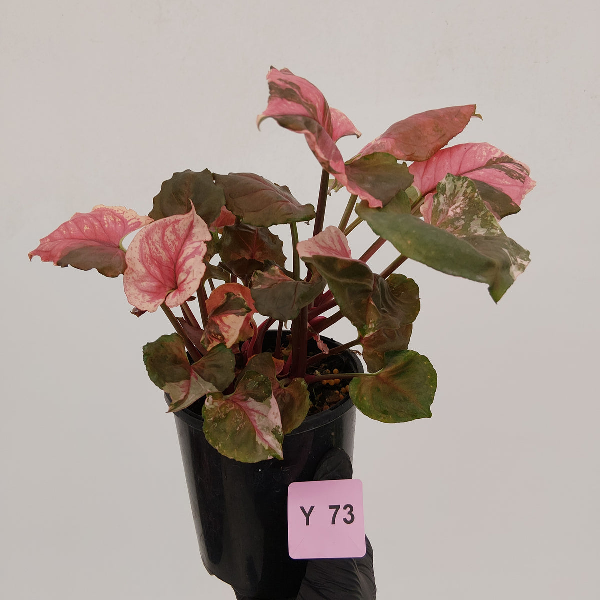 Syngonium podophyllum ' Strawberry Ice Galaxy'