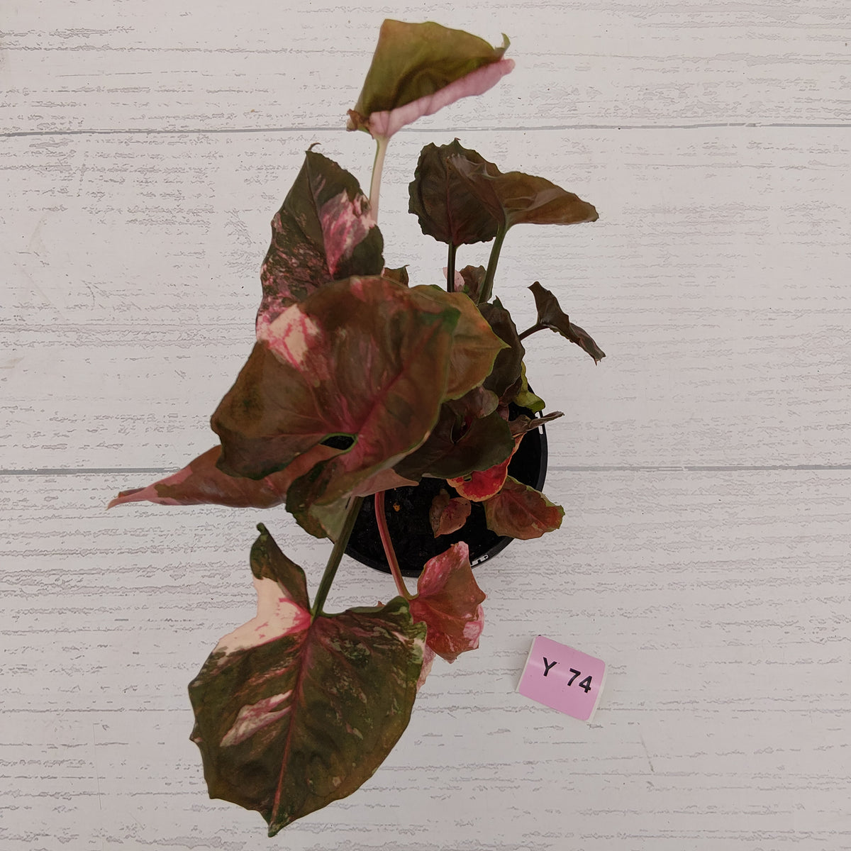 Syngonium podophyllum ' Strawberry Ice Galaxy'