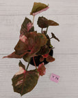 Syngonium podophyllum ' Strawberry Ice Galaxy'