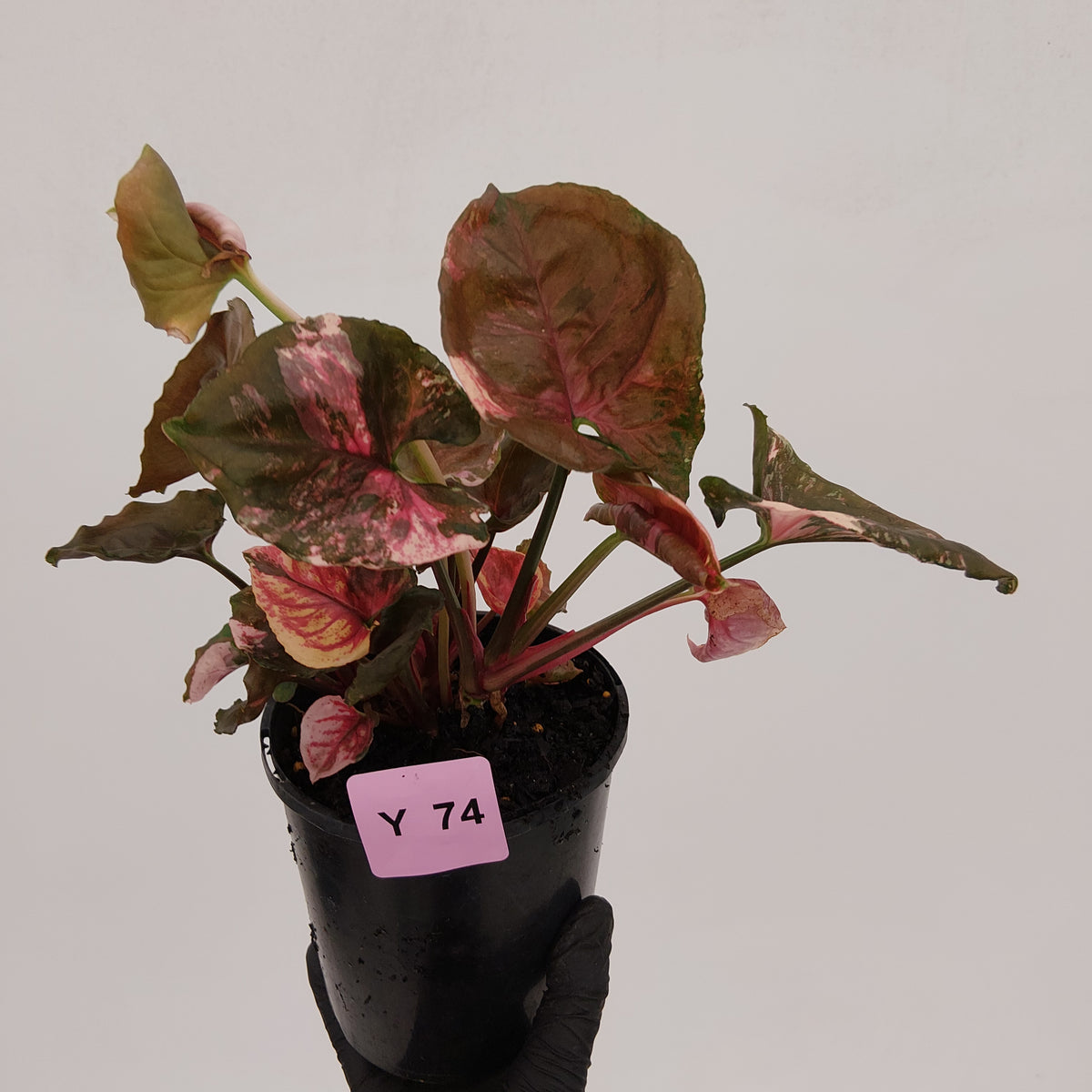 Syngonium podophyllum ' Strawberry Ice Galaxy'