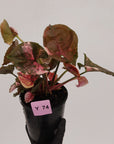 Syngonium podophyllum ' Strawberry Ice Galaxy'