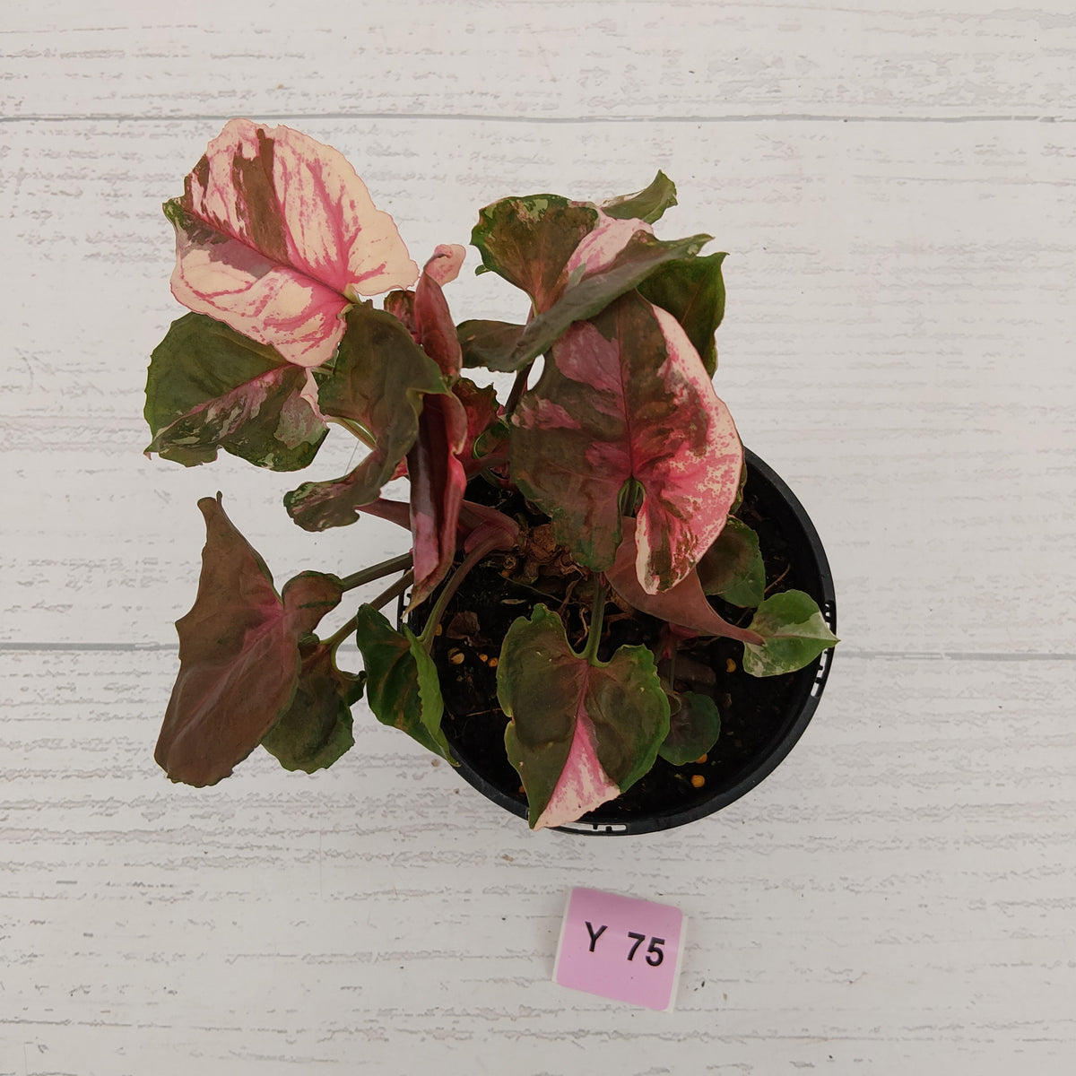 Syngonium podophyllum ' Strawberry Ice Galaxy'