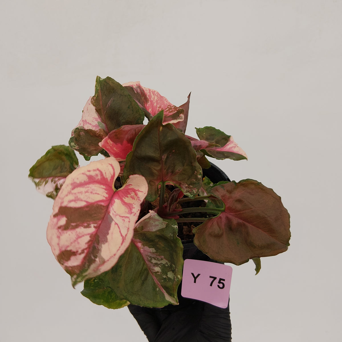 Syngonium podophyllum ' Strawberry Ice Galaxy'