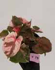 Syngonium podophyllum ' Strawberry Ice Galaxy'
